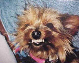 Dog Behaving Badly? Get to the root cause of the behavior issue... snarling-dog