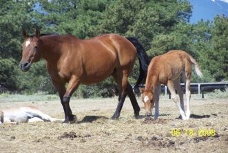 With Val Heart's Help Horse Recovers from Snake Bite avery-kate-and-tejona-331x222