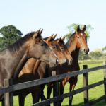 Horse Whispering: Animal Communication That Gets Results With Your Horse, Dog or Cat