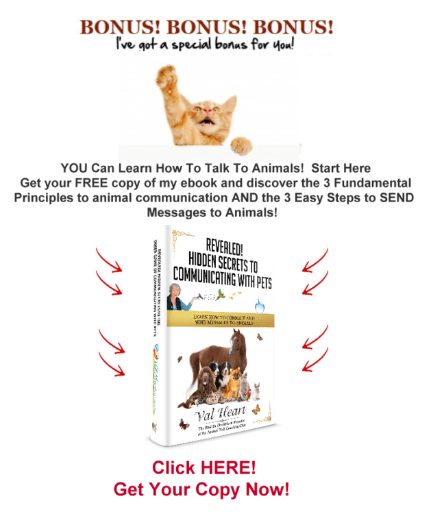 Communicating with animals gift
